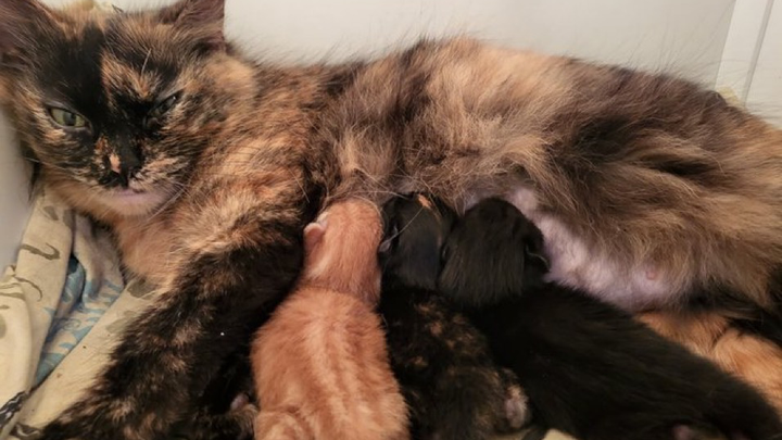 Help Me Care for My Cats While I Search for Work campaign photo, 1 of 7