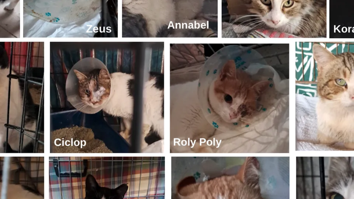 Animal Welfare Fund Eressos (AWF) campaign photo, 1 of 8