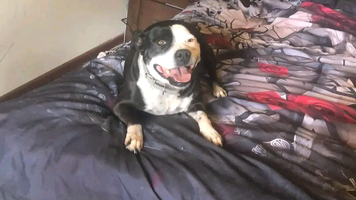 Molly vetbills (11 yr old staffy ) tumour in the ear )helpme campaign photo, 1 of 8