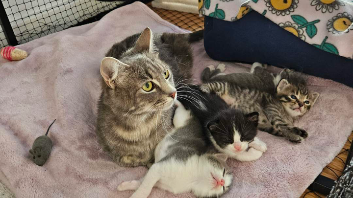 Fund raising for Kitty Kingdom Rescue campaign photo, 1 of 8