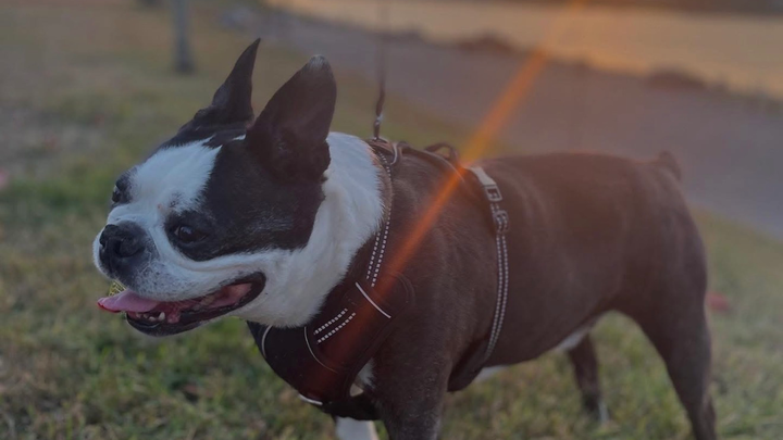 Help Tyson —-“Tito” Get Urgent Ear Surgery campaign photo, 1 of 8