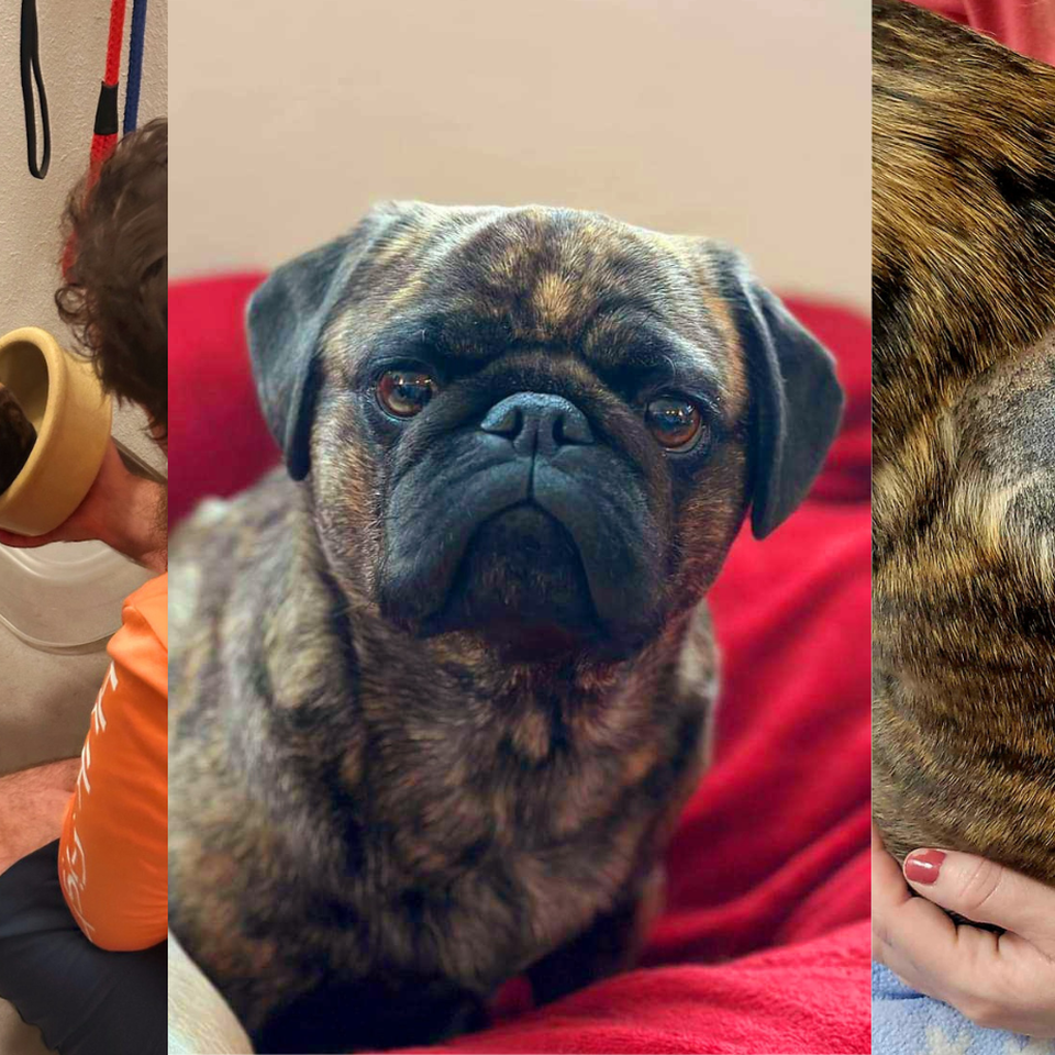 Fundraiser for Jenna Kasten by Megan Lundahl : Wilbur The Pug