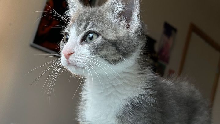 grey and white cat