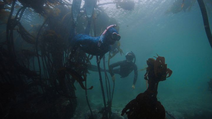 Guardians of the African Seaforest Documentary campaign photo, 1 of 8