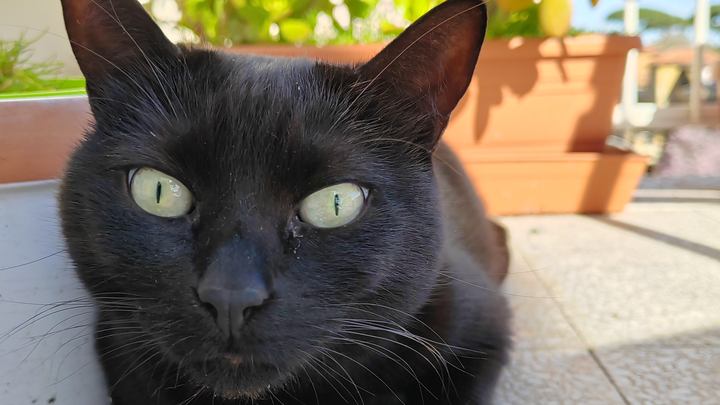 Kitty needs a blood transfusion campaign photo, 1 of 3