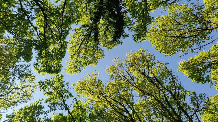 A tree to celebrate the achievements of Kate Bretherton