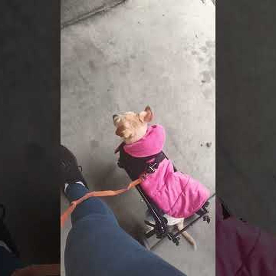 Even tiny paws deserve a fighting chance.