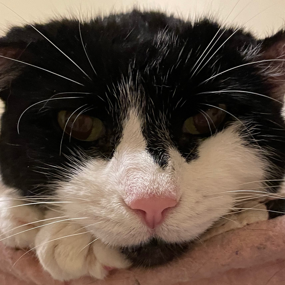 Sanctuary Cats Daily Expenses,Vetting, Food, Help Homeless