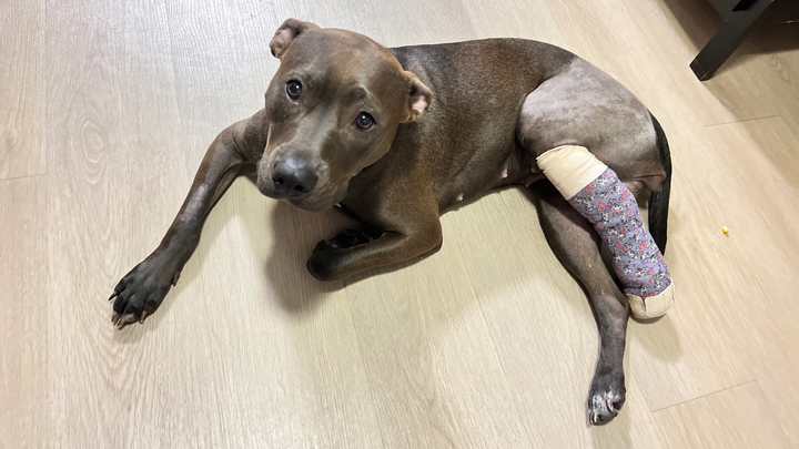 Help Gemma Walk Comfortably Again campaign photo, 1 of 8