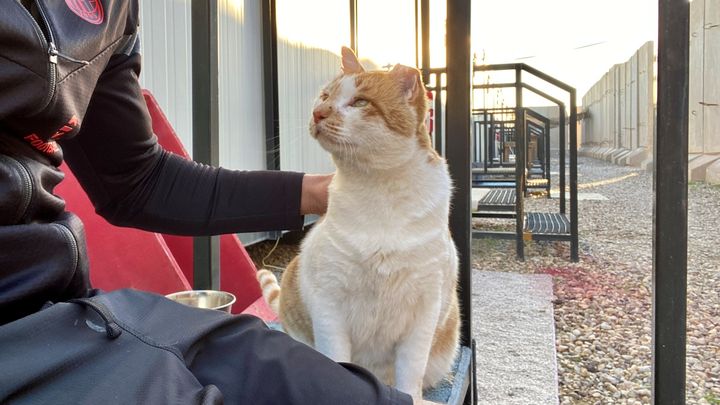 Help Cat from Iraq Combat Zone have a Chance at Life! campaign photo, 1 of 3