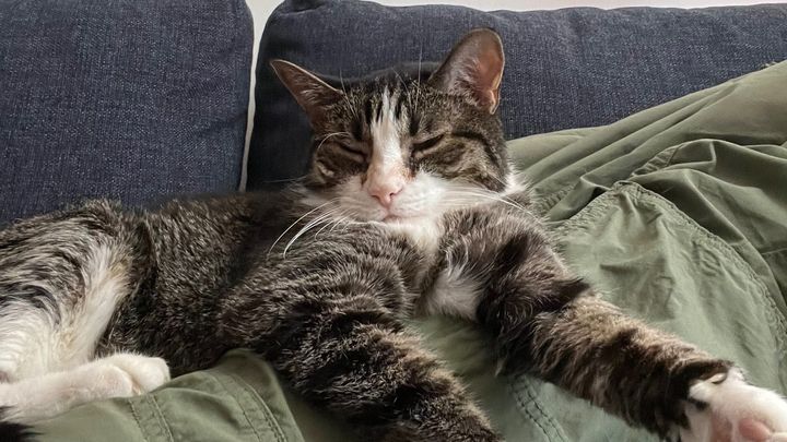 Support My Cat Through Urgent Medical Needs campaign photo, 1 of 5