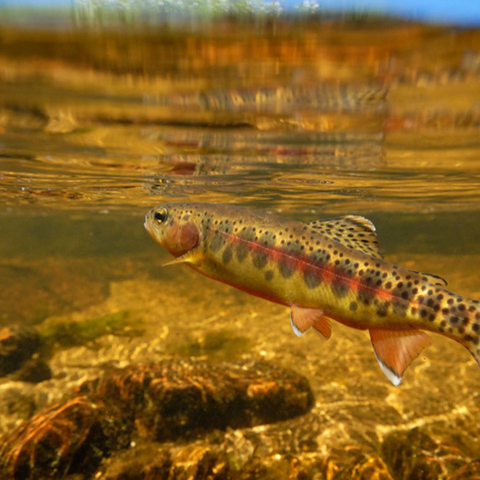 The Quest for the Golden Trout: Environmental Loss and America’s Iconic Fish