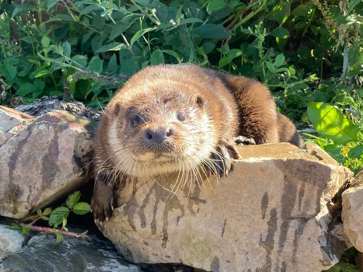 Donate to help orphaned and injured Eurasian Otters campaign photo, 1 of 6
