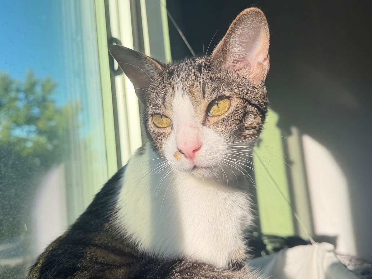 Help Bart Get Life-Saving Vet Care campaign photo, 1 of 8