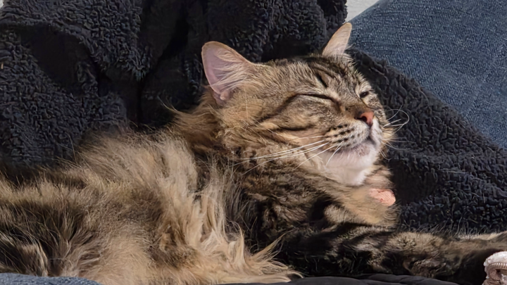 Support Pecan's Emergency Vet Stay campaign photo, 1 of 6