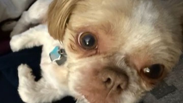 Emergency Vet Care Needed to Save Coco Bean's Life campaign photo, 1 of 8