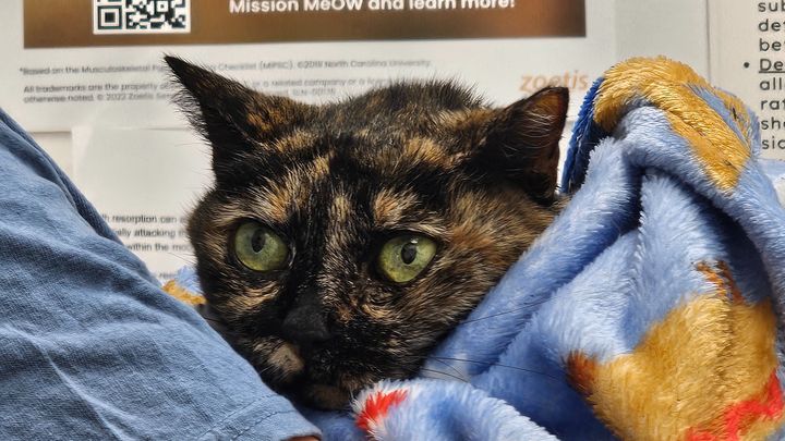 Support a Mom and Her Fur Babies in Need campaign photo, 1 of 6