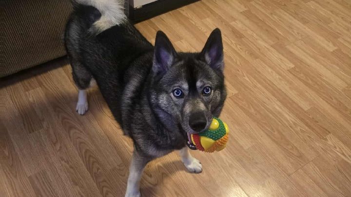 Help Ronald Keep His Home and Doggo campaign photo, 1 of 3