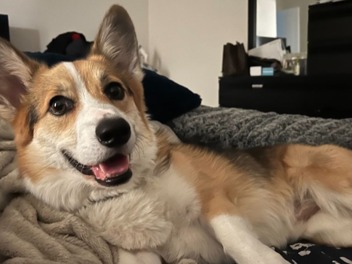 Fundraiser by April Salvador : Help Genji Our Corgi Fight Cancer