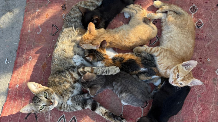 Medical Help & Shelter for My Cats, Every Life Matters campaign photo, 1 of 5