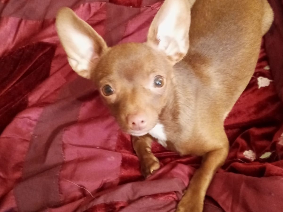 Fundraiser By Chris Chris Lowery Help Save Tailz