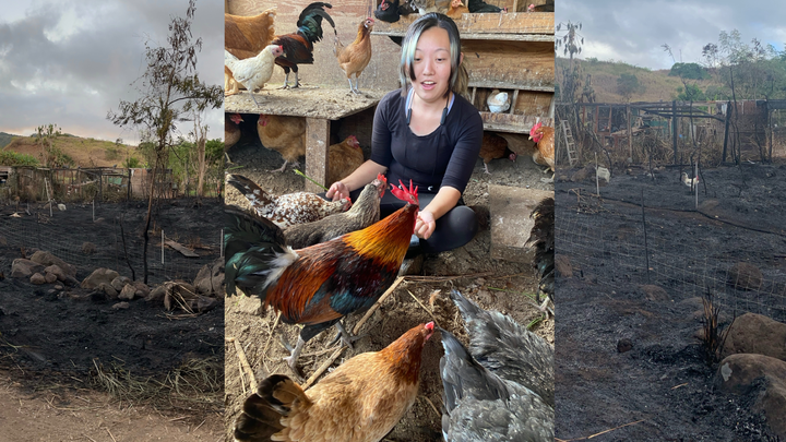 Support Chicken Paradise Hawaii’s Fire Recovery campaign photo, 1 of 8