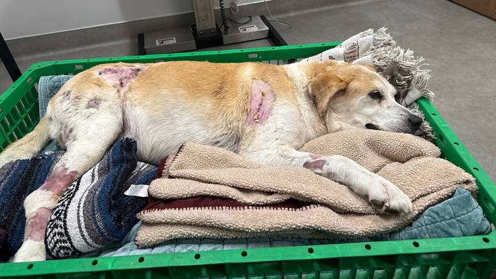 Pete’s Emergency Critical Care Vet Funding campaign photo, 1 of 7
