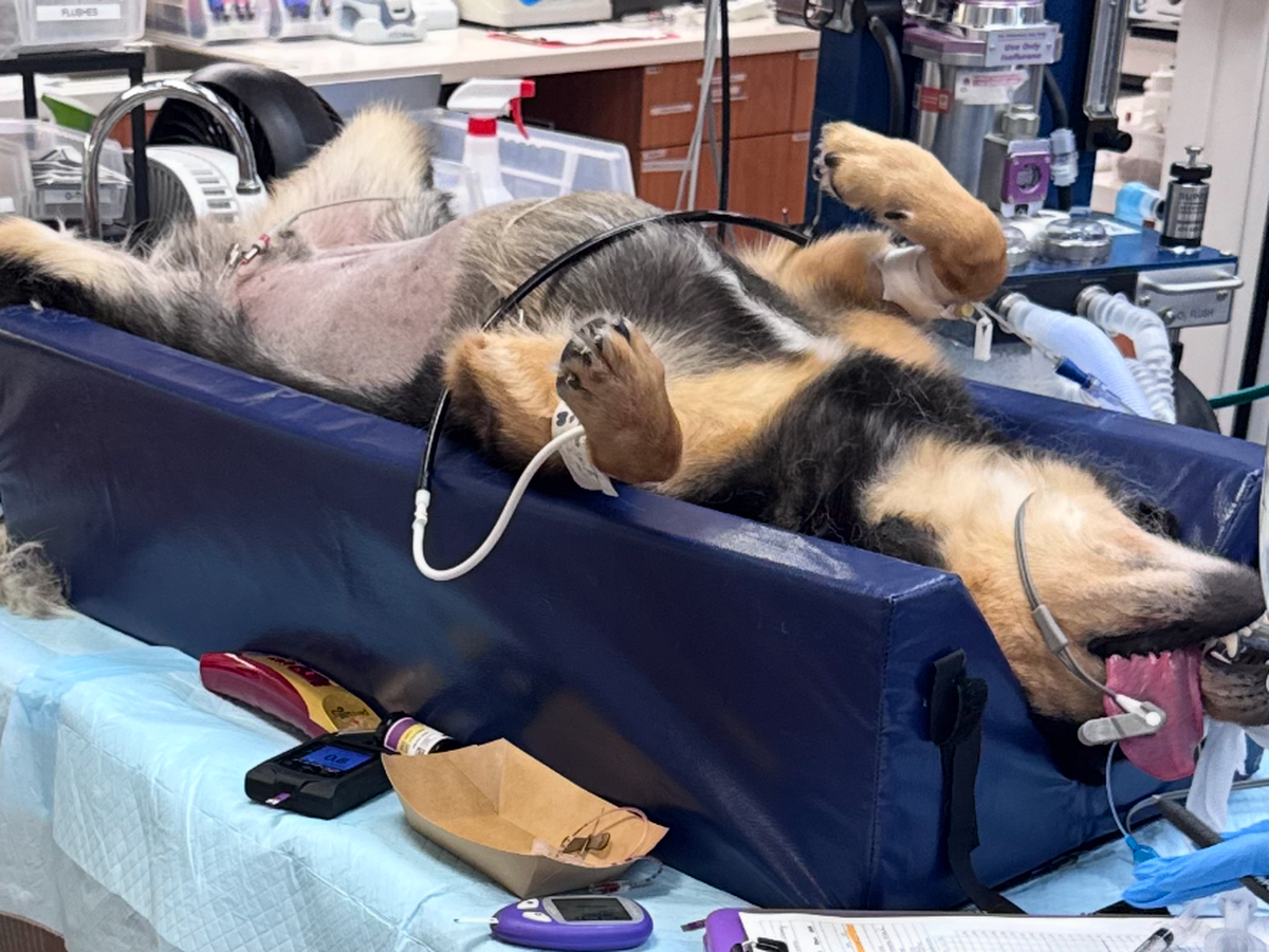 Sam's Emergency Vet Fund Needs You campaign photo, 1 of 8