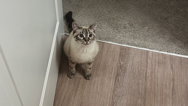 Relieve Financial Stress for Cat Mom in Need campaign photo, 1 of 5