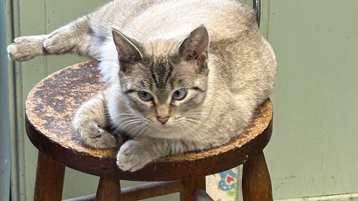 Help with Vet bills for rescued Momma cat campaign photo, 1 of 7