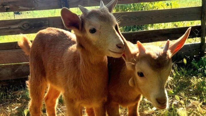 Help build the first School of Shepherds in Catalonia campaign photo, 1 of 6