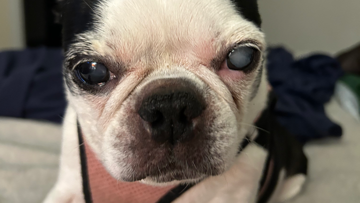 Help Roxy Get the Tests She Needs campaign photo, 1 of 8