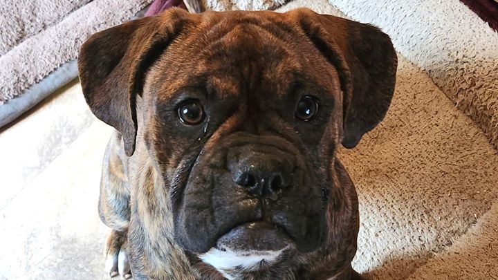 Foster puppy needs liver shunt surgery! campaign photo, 1 of 2