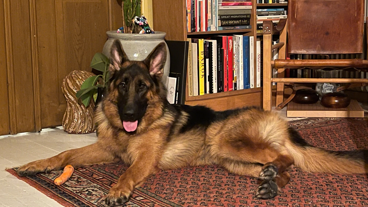 Hjælp til servicehund: Help for an assistance dog campaign photo, 1 of 4