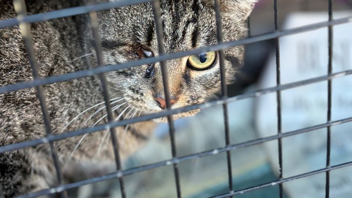 Help Save a Vision-Impaired Feral Cat campaign photo, 1 of 7