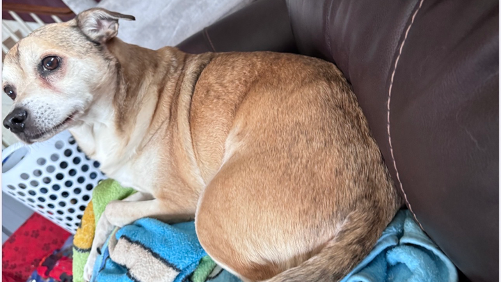Please help save my dog, he needs urgent surgery campaign photo, 1 of 3