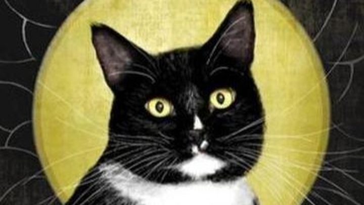 Help Me Care for Feral Cats campaign photo, 1 of 3