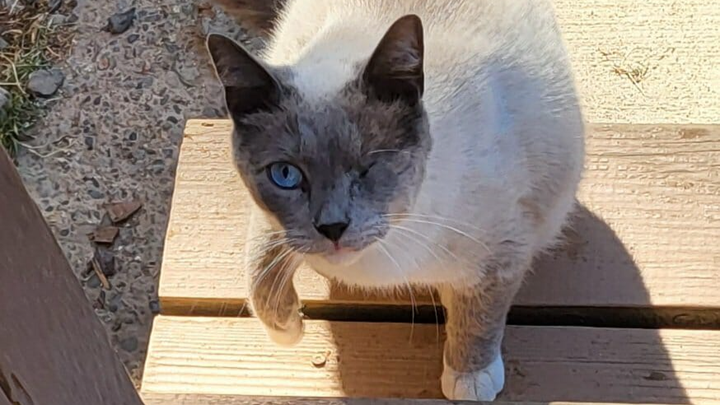 Help Vikki Feed Abandoned Cats campaign photo, 1 of 8