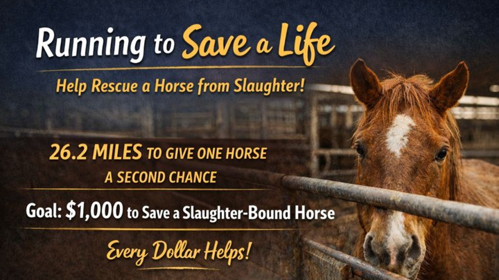 26.2 Miles to Save One Horse From Slaughter campaign photo, 1 of 3