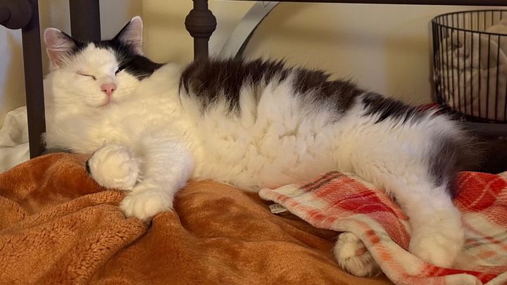 Help Fund Tux’s Surgery for Painful Bladder Stones campaign photo, 1 of 7