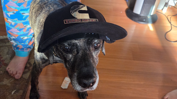 Help Delilah's Owner Cover Rent and Groceries campaign photo, 1 of 3