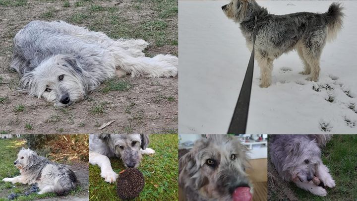 Ein zweites Leben für Eve: Dringende Hilfe für Tierarztsumme campaign photo, 1 of 6