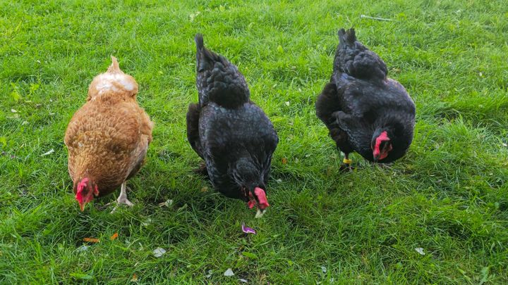 Help Fiona Change Montville Hen Rules