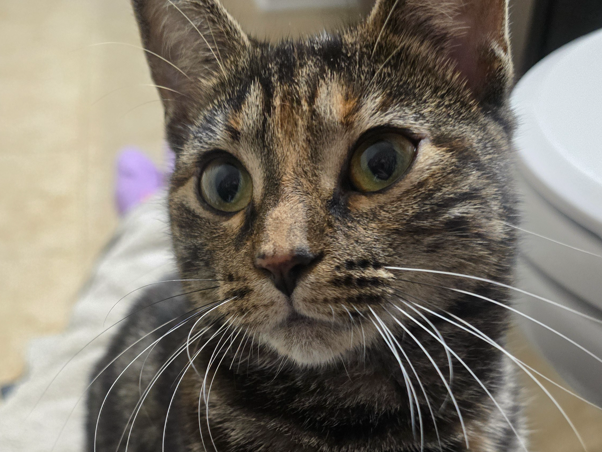 Help Give a Stray Kitten a Chance at a Healthy Life campaign photo, 1 of 7