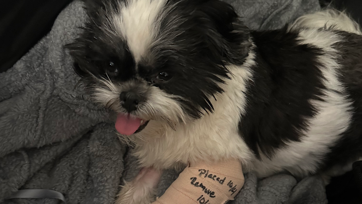Help Eloise Get the Surgery She Needs campaign photo, 1 of 3
