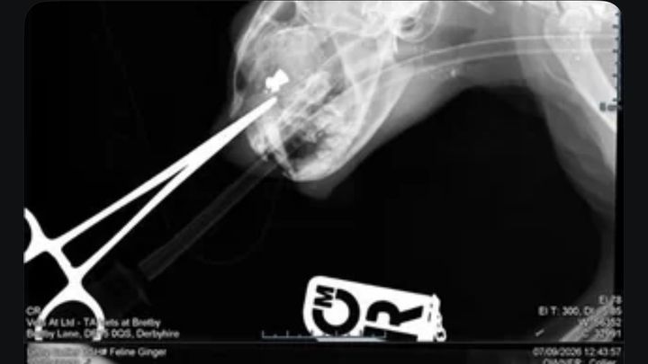 Help Linny: Our Cat Was Shot With an Air Rifle campaign photo, 1 of 6