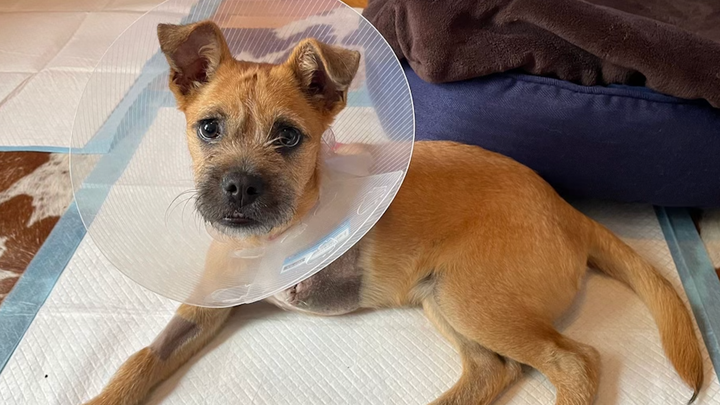 Help Bean Bounce Back: From Neglect to Recovery campaign photo, 1 of 3