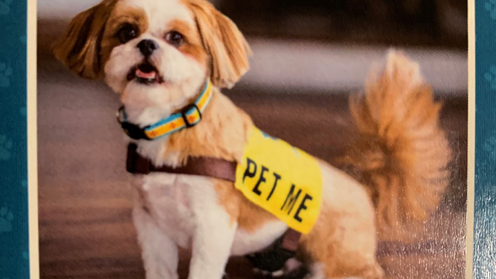 Help Cowboy the Therapy Dog Heal campaign photo, 1 of 7
