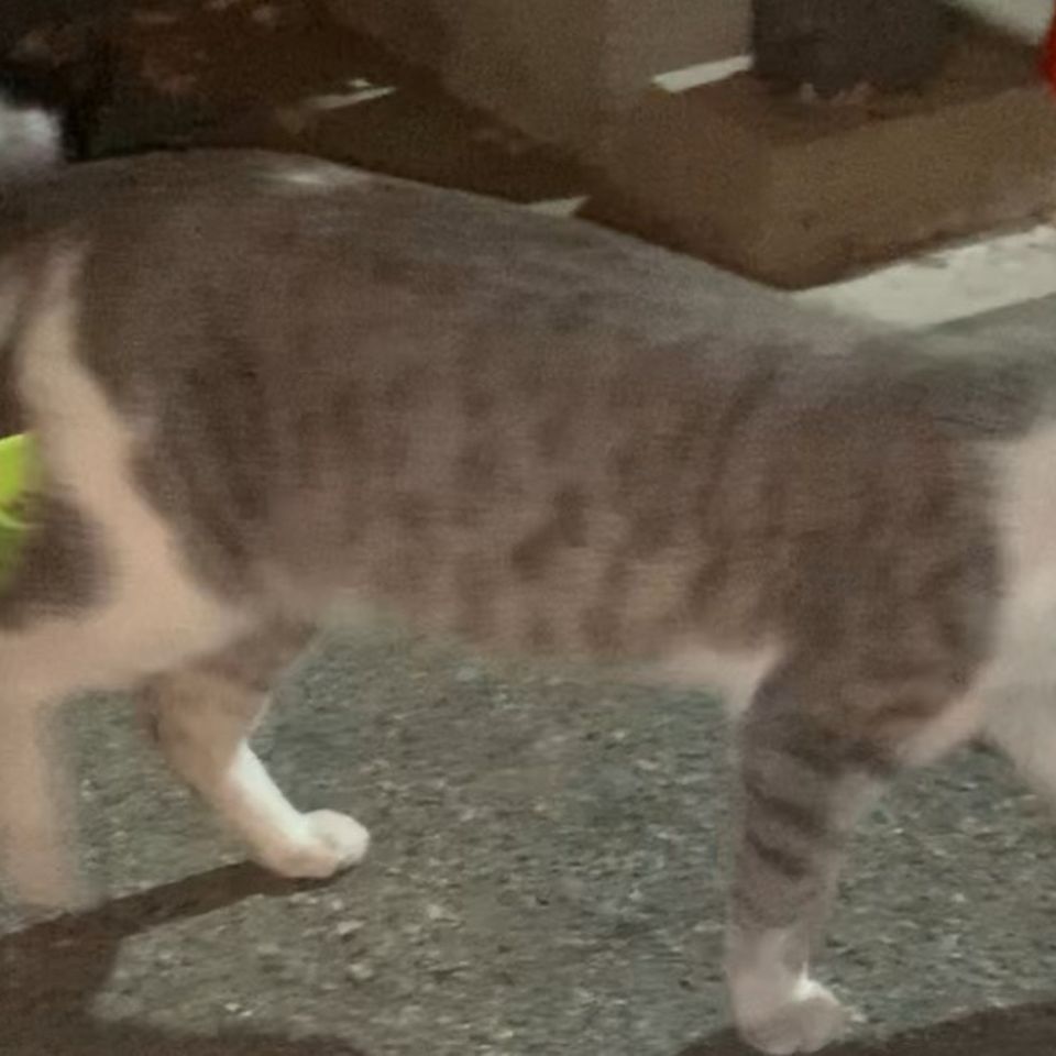 Fundraiser By Jessica Kim Helping Injured Stray Cats And Food