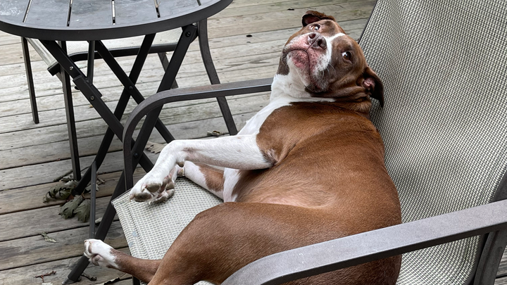 Help Rocky get the medical care he needs campaign photo, 1 of 5